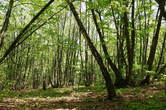 dřevo, strom, krajina, příroda, listí, prostředí, jaro, lesní