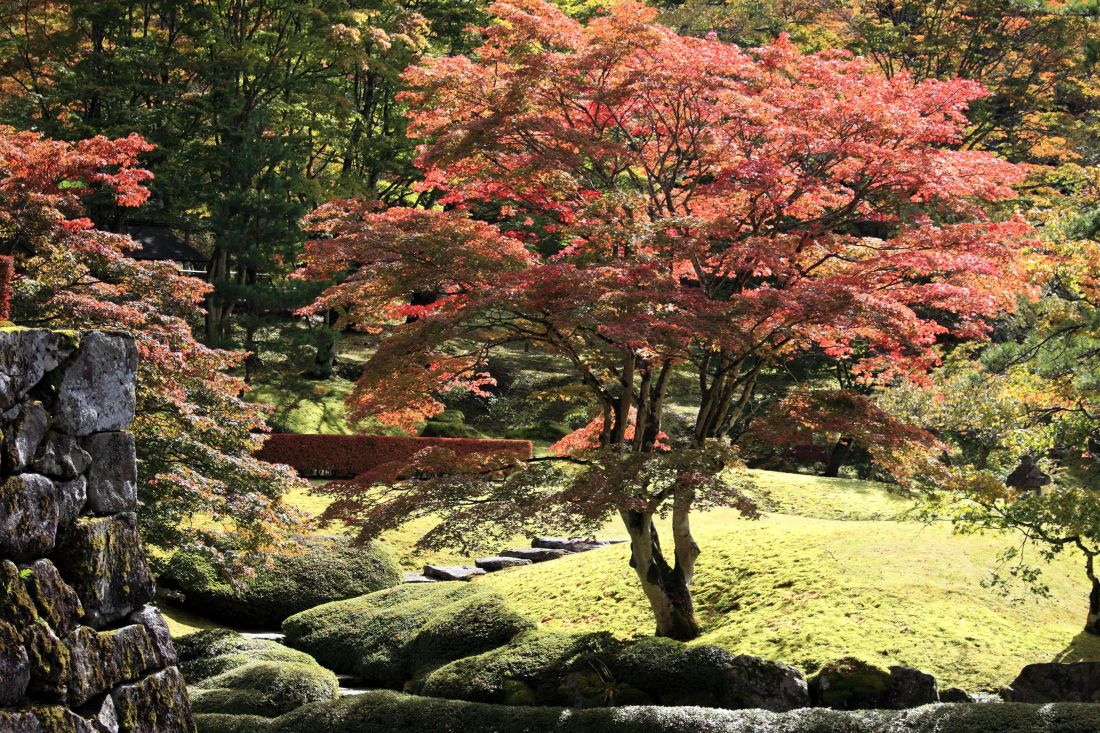 strom, list, príroda, krajina, drevo, jeseň, rastlín, lesa
