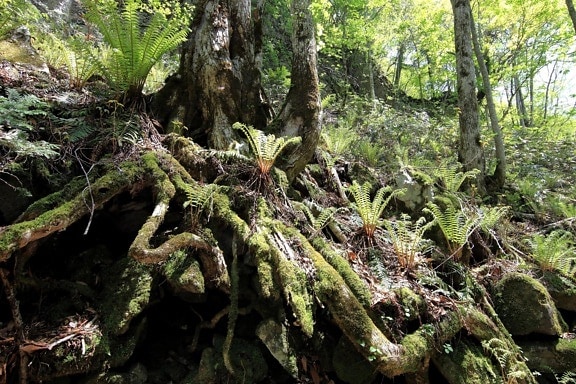 wood, nature, moss, tree, leaf, flora, rainforest, environment