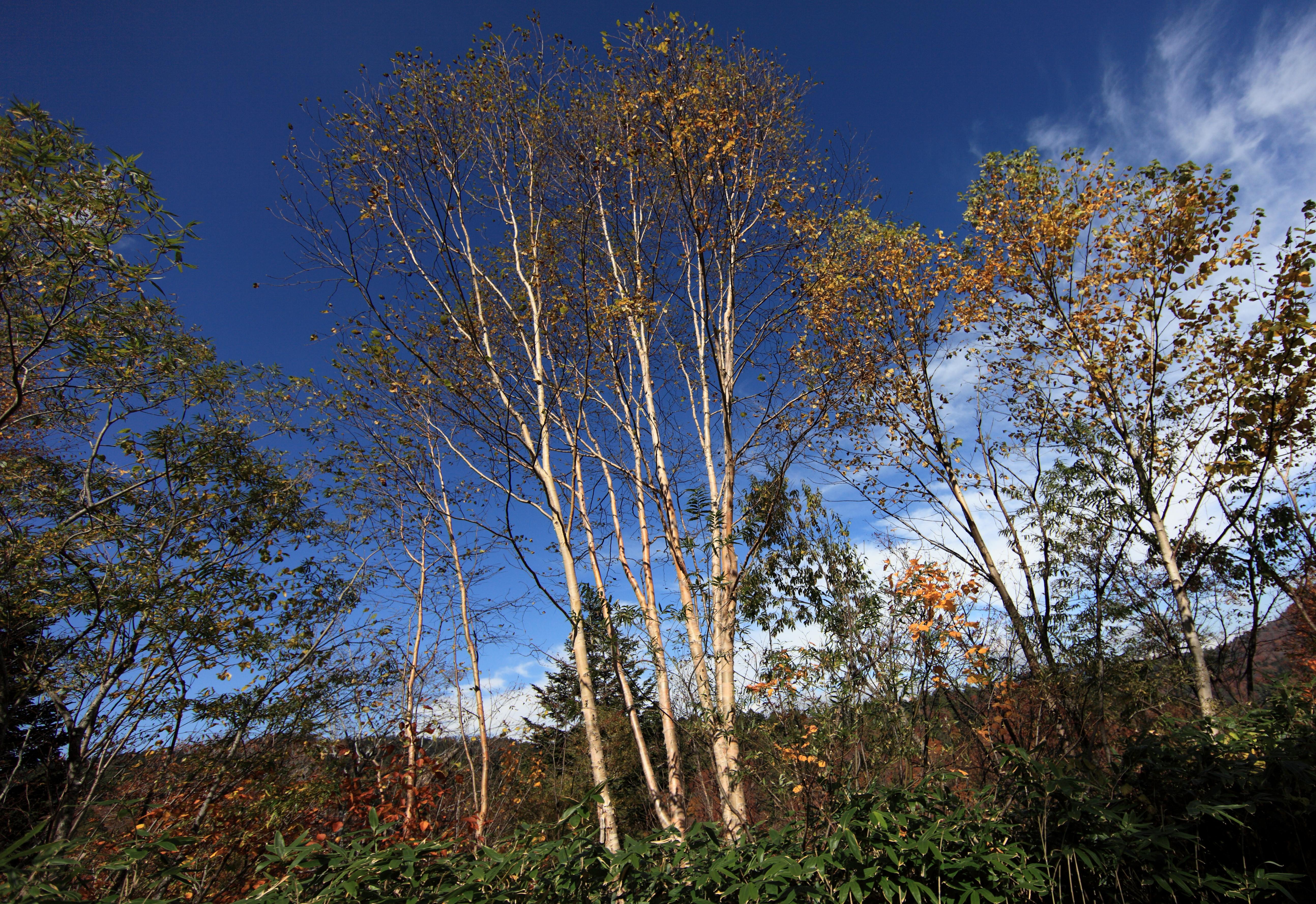 フリー写真画像 木 風景 木 葉 自然 ポプラ 空 秋 森