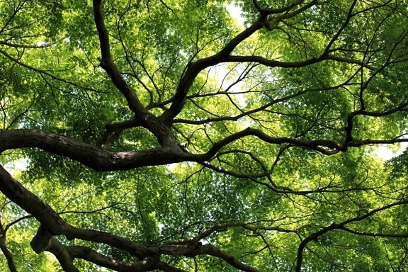 dřevo, strom, list, krajina, příroda, větev, Les, rostlina, listy
