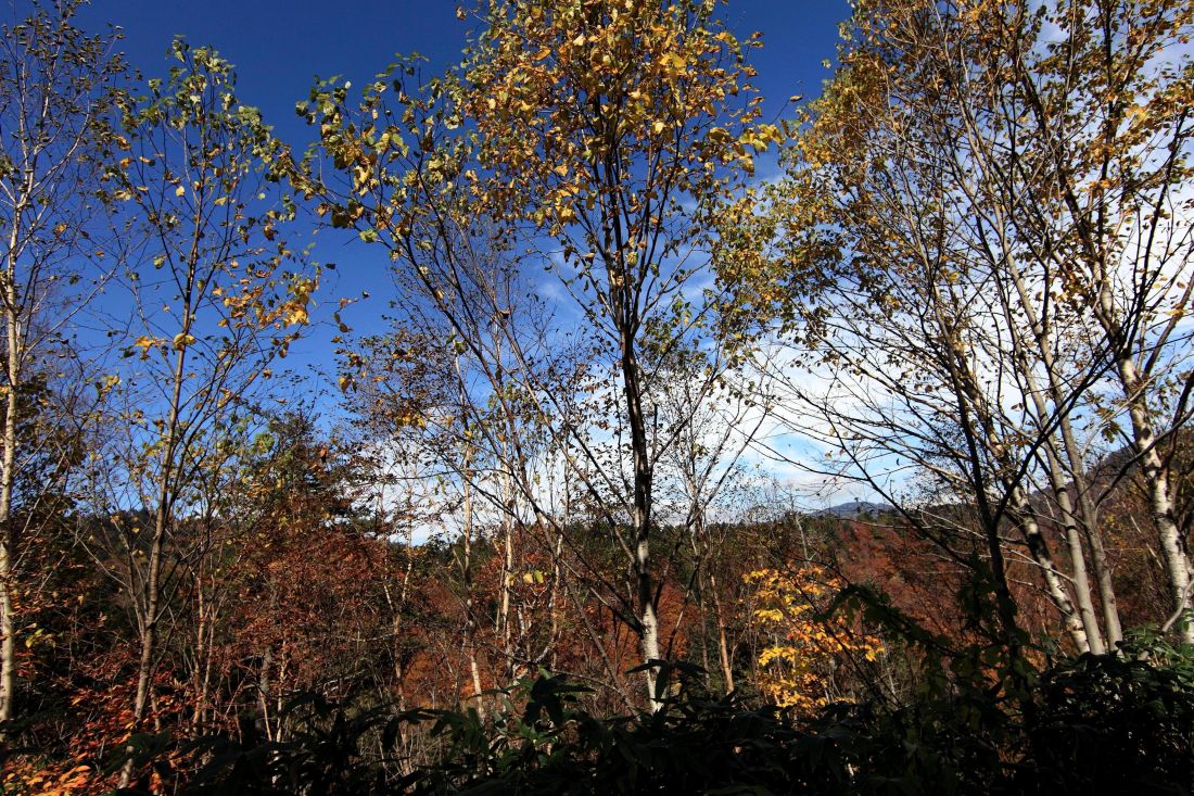stablo, list, drvo, krajolika, prirode, Topola, jeseni, šuma, lišće