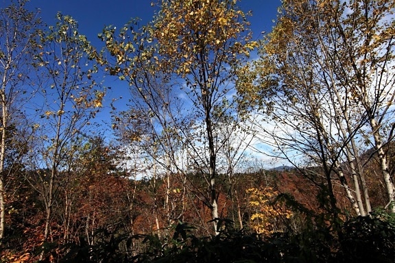 strom, listů, dřeva, krajina, příroda, topol, podzim, Les, listy