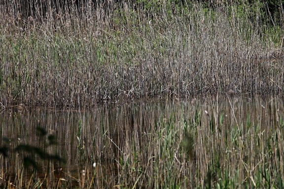 Marsh, água, natureza, pântano, grama, zonas húmidas, reflexão