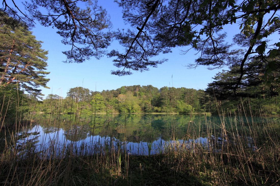 自然、水、木、風景、木、湖、反射、空