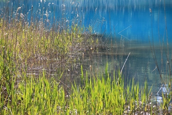 вода, трева, природа, отражение, езеро, пейзаж, околна среда