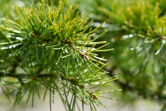 evergreen, nature, pine, branch, tree, conifer, forest, macro