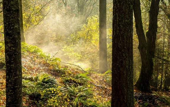 dřevo, strom, listy, příroda, krajina, mlha, mlha, podzim