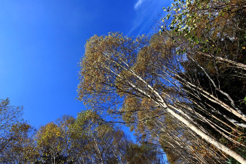 Imagine Gratuită Copac Lemn Natura Peisaj Cer Plop