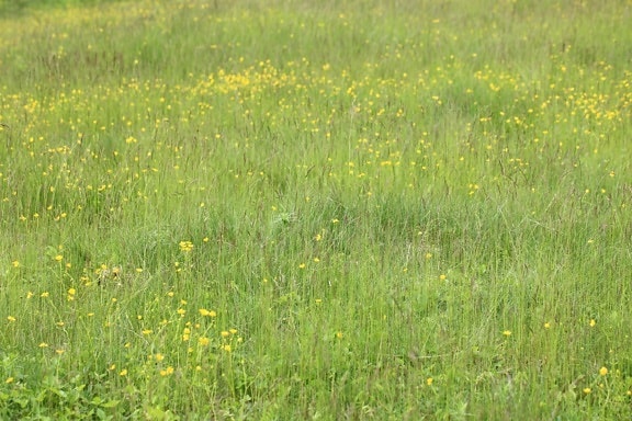 Lapangan rumput, alam, musim panas, padang rumput, flora, ramuan, meadow
