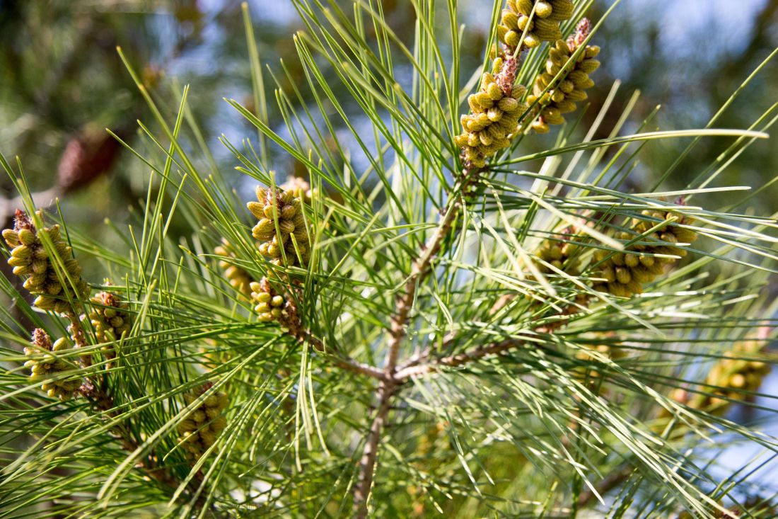 tree, nature, evergreen, branch, pine, plant, conifer, green leaf, spruce
