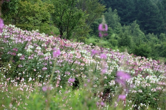 ดอกไม้ ธรรมชาติ ฤดูร้อน ภูมิทัศน์ ฟิลด์ ดอกไม้ ทุ่งหญ้า