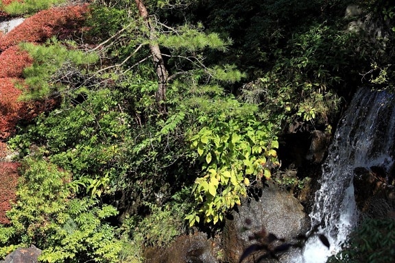 Cachoeira, natureza, madeira, água, paisagem, folha, árvore, planta, floresta