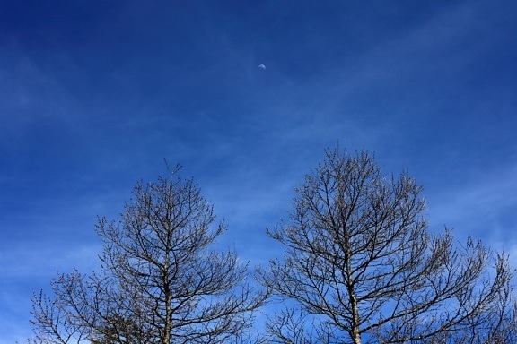 nature, winter, tree, wood, sky, forest, branch, plant, landscape