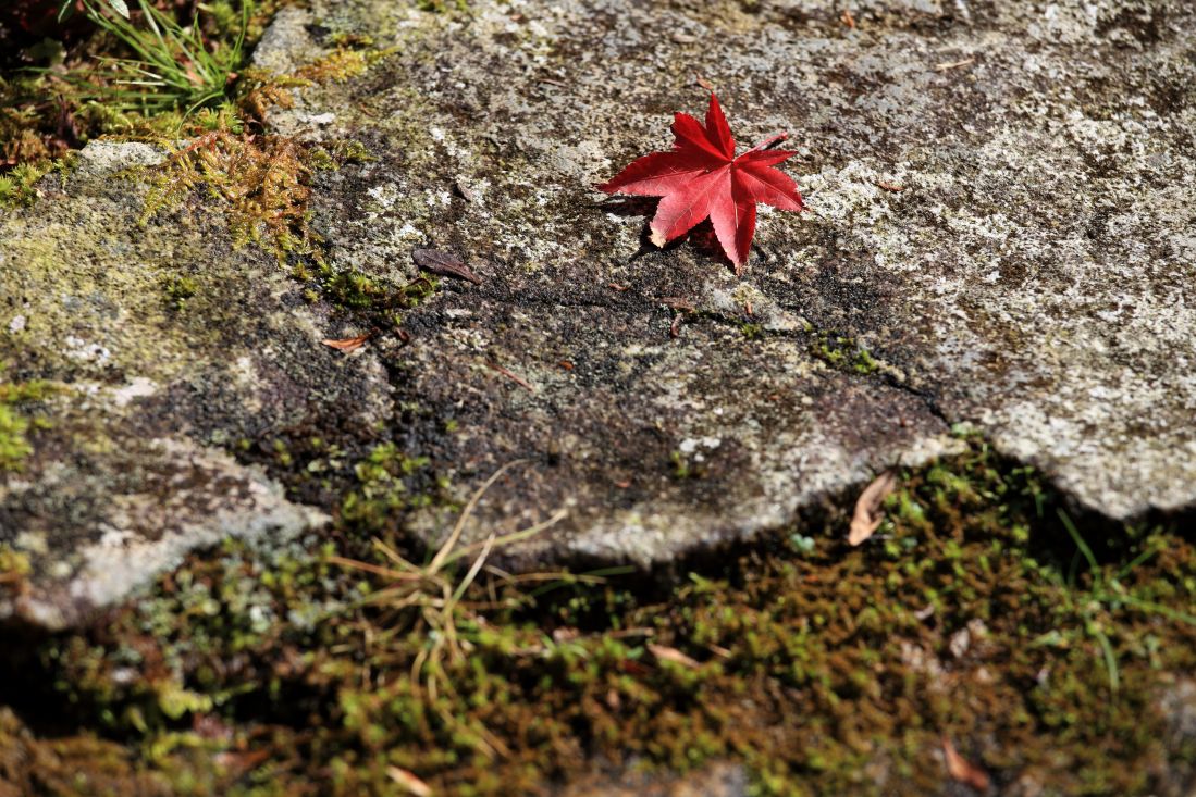 lichen, nature, feuilles, pierres, flore, environnement, été, mousse