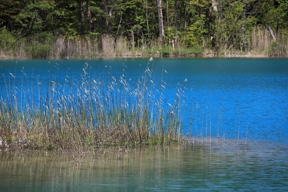 น้ำ ธรรมชาติ ทะเลสาบ ต้นไม้ ป่า ภูมิทัศน์ ริมทะเลสาบ ชายฝั่ง