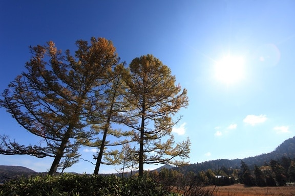 landscape, tree, nature, sky, wood, sun, dawn, forest, trees, pine