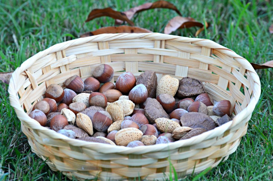 cesta de vime, comida, madeira, natureza, de madeira, nozes, frutas, sementes