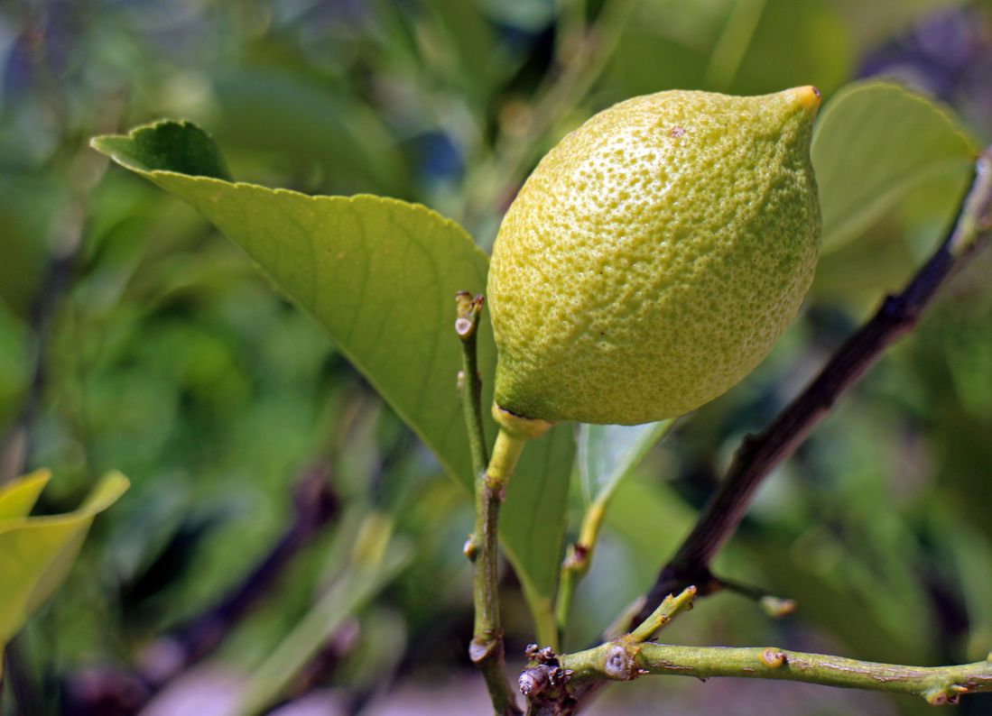 листя фруктів природи, продовольчої, цитрусові, лимон, дерево, зелений