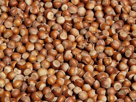 seed, nutrition, dry, food, hazelnut, brown
