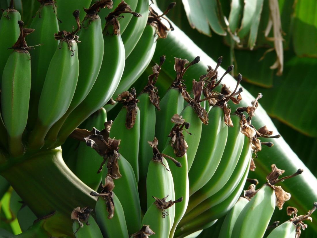 завод, плантации, банан, зеленый, питание, фрукты