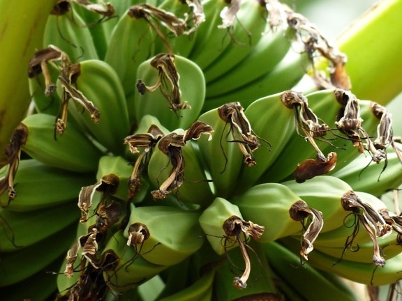 กล้วย ธรรมชาติ ผลไม้ อาหาร พืช ผัก โพแทสเซียม อาหาร สีเขียว