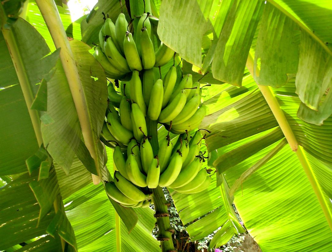 banán, levél, természet, növény, gyümölcs, ültetvény, nyáron, növény