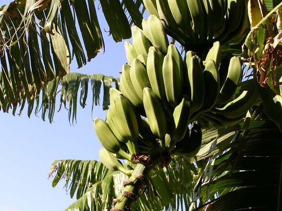 дърво, банан, природа, флора, листа, растителни, плодове, небе, екзотични