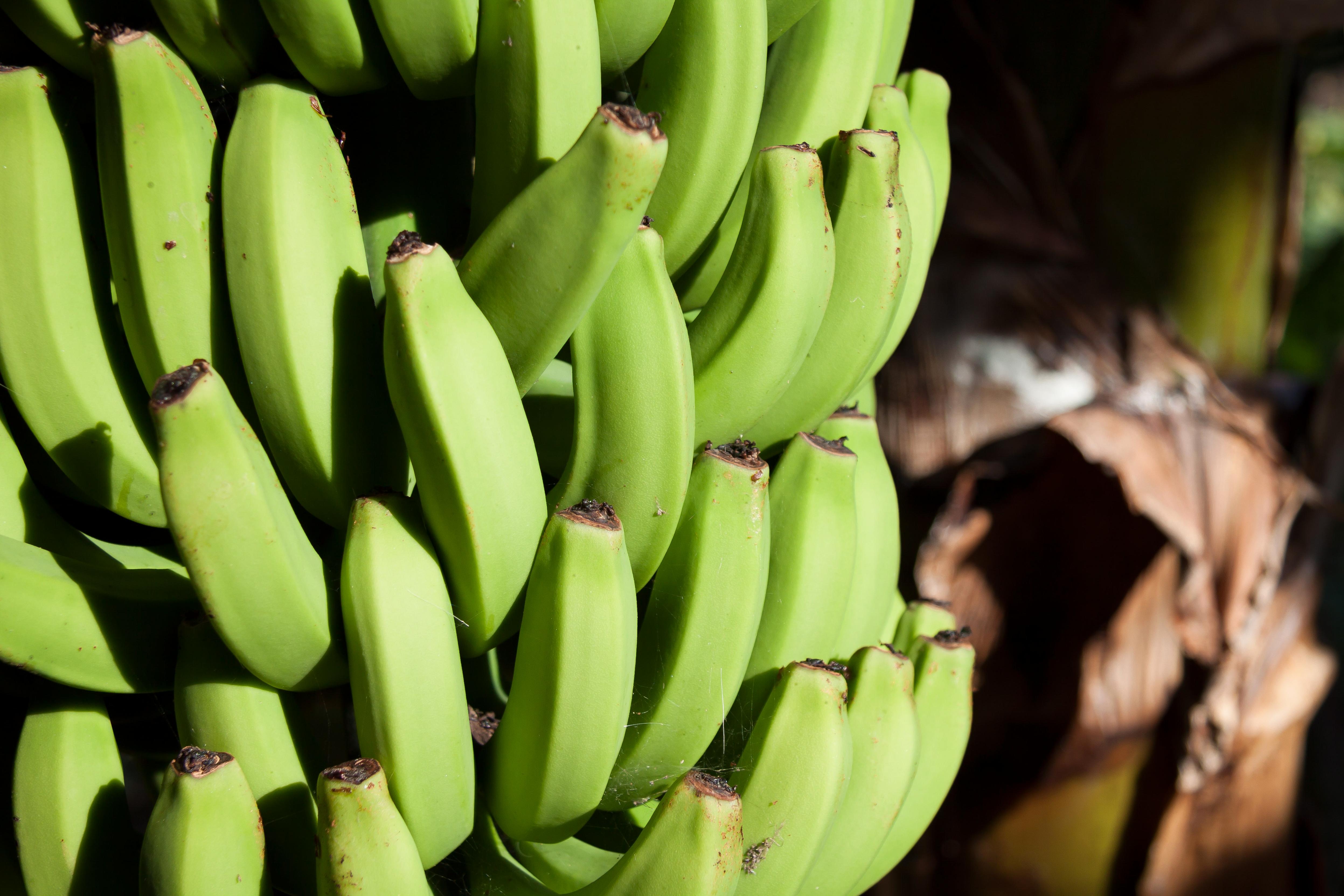 Банан это трава фрукт овощ или ягода. Банан Musa. Ягода банана (Musa SP.). Банановое растение. Созревший банан.