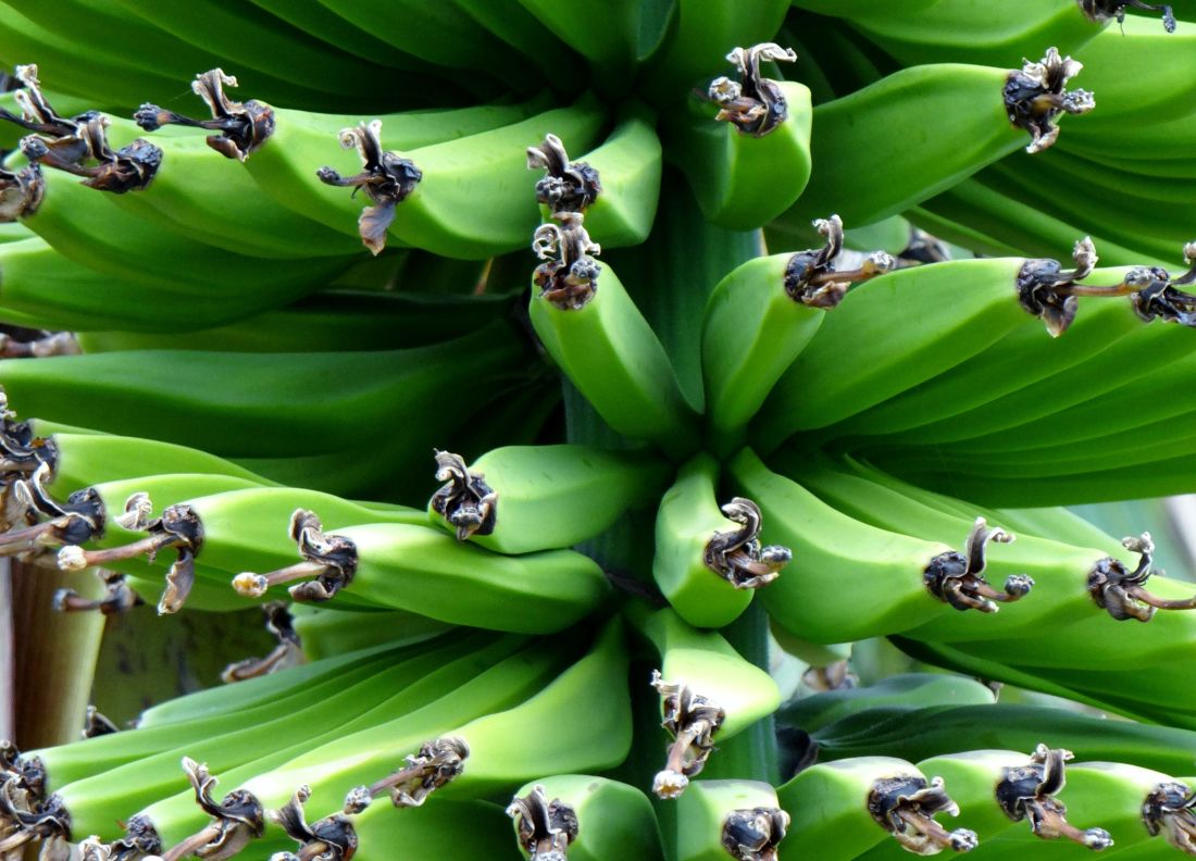 กล้วย ใบ พืช อาหาร พืช ต้นไม้ สีเขียว