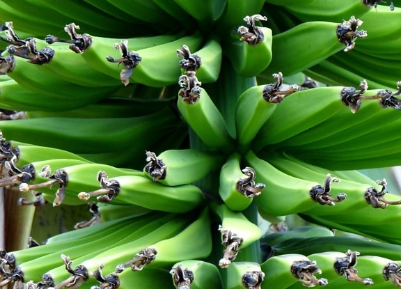 банан, листя, рослинна, харчування, завод, дерево, зелений