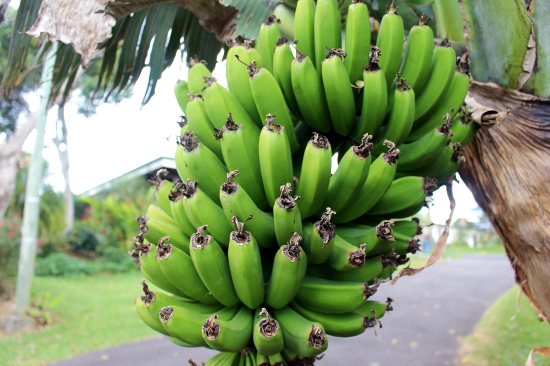 Kostenlose Bild: Banane, Obst, Lebensmittel, Pflanze, exotische, Natur, Bio