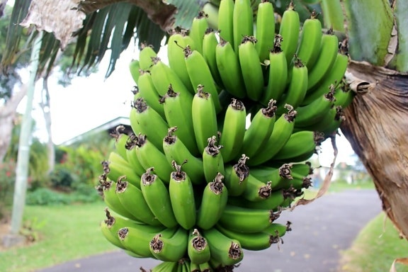plátano, fruta, comida, planta, exóticos, naturaleza, orgánicos