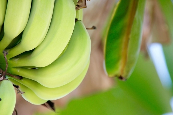 Banane, Natur, Blatt, Obst, Lebensmittel, Pflanzen, organisch, Pflanze