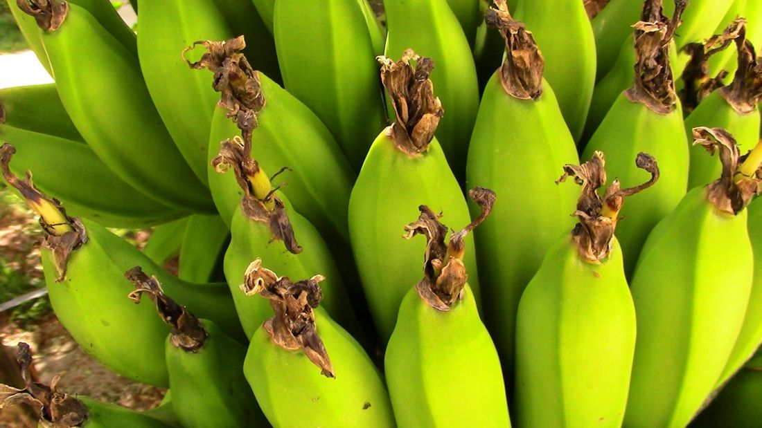 банан фрукти калію, Овоч, продовольство, завод