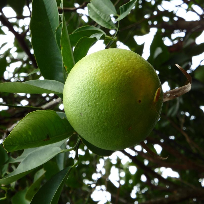 ผลไม้ อาหาร ใบ ธรรมชาติ ต้นไม้ สาขา ส้ม วิตามิน เกษตร