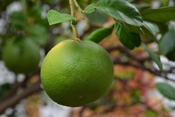 ผลไม้ ใบไม้ อาหาร ธรรมชาติ ส้ม มะนาว อาหาร วิตามิน