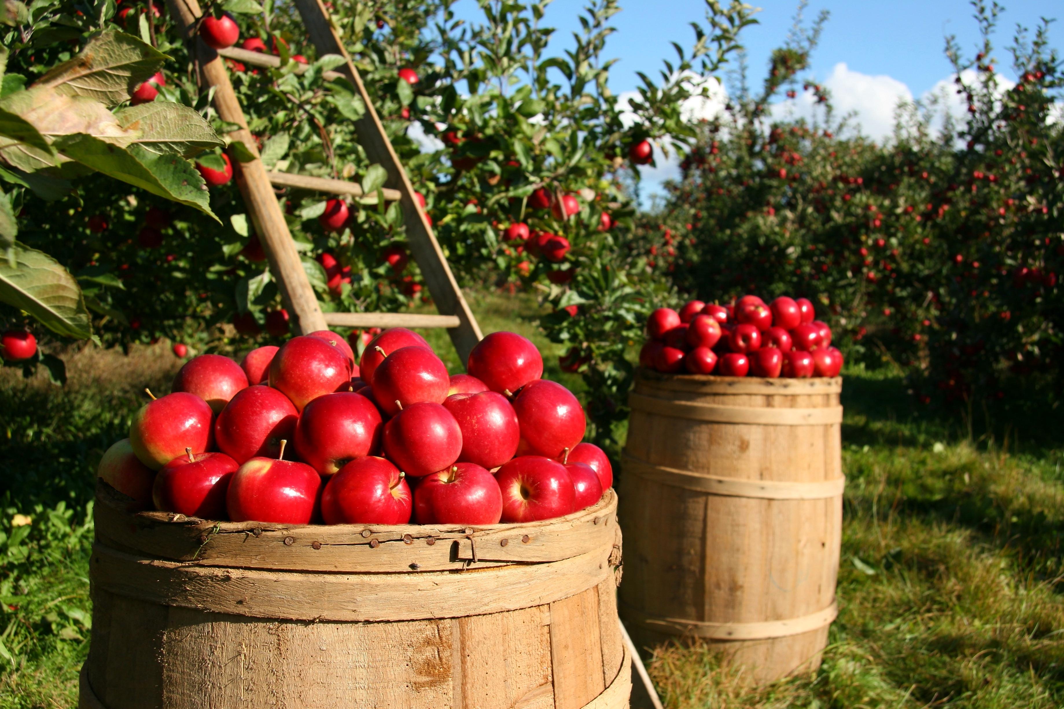 С т фруктовый. Яблочные плантации Нормандии. Яблочный сад. Яблоки в саду. Плодовый сад.