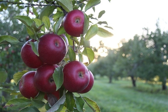 fruta, folha, natureza, comida, jardim, maçã, árvore, pomar, delicioso