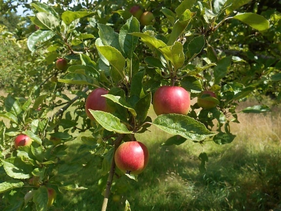 trái cây, lá, thiên nhiên, orchard, cây, chi nhánh, thực phẩm, apple, vườn, nông nghiệp