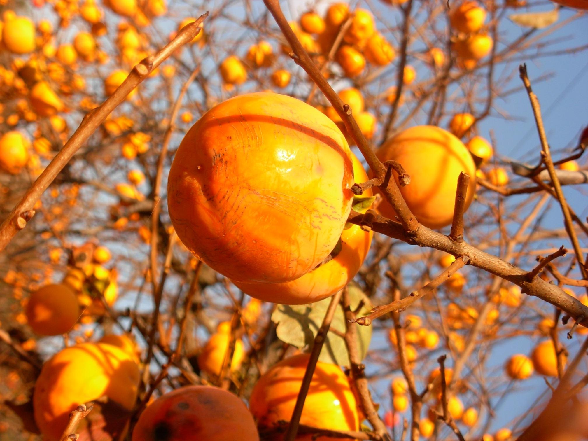 Хороша осень плодами. Хурма дерево. Осенние плоды. Осенние плоды на деревьях. Оранжевые плоды осенью.