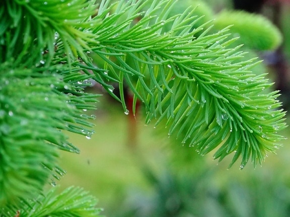 nature, tree, winter, pine, branch, evergreen, spruce, leaf, conifer