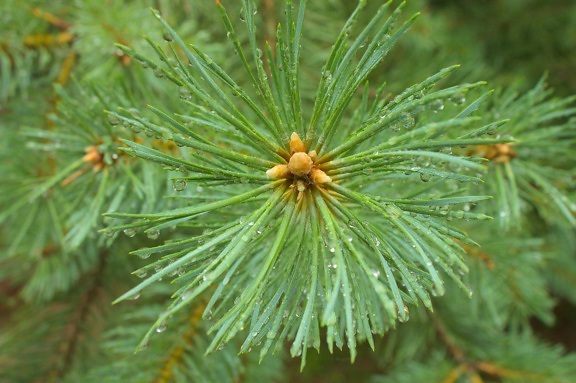Evergreen, pine, boom, conifer, tak, spar, winter, natuur