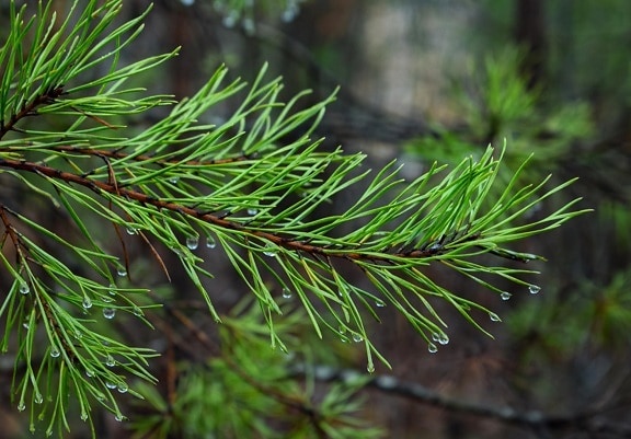 conifer, evergreen, nature, tree, dew, moisture, flora, pine, wood