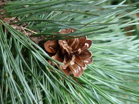pine, tree, evergreen, nature, conifer, flora, winter, leaf, branch