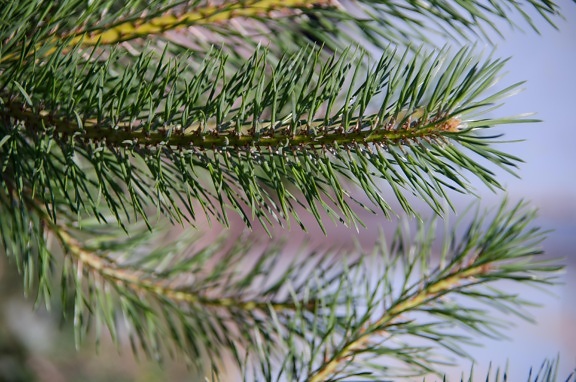 pin, evergreen, arbre, hiver, conifère, nature, branche, épinette