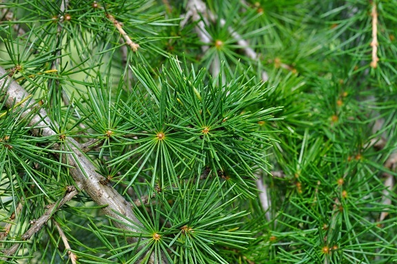 Pine, stedsegrønne, træ, nåletræ, gren, natur, Gran, træ, vinter