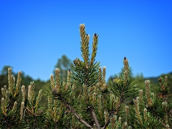Природа зимових дерево, conifer, вічнозелених, Сосна, чагарників, завод