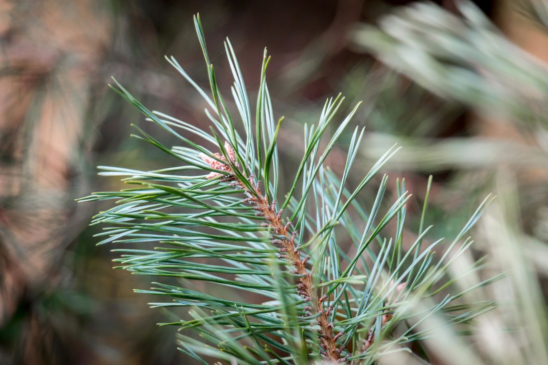 nature, wood, tree, leaf, pine, plant, branch, evergreen