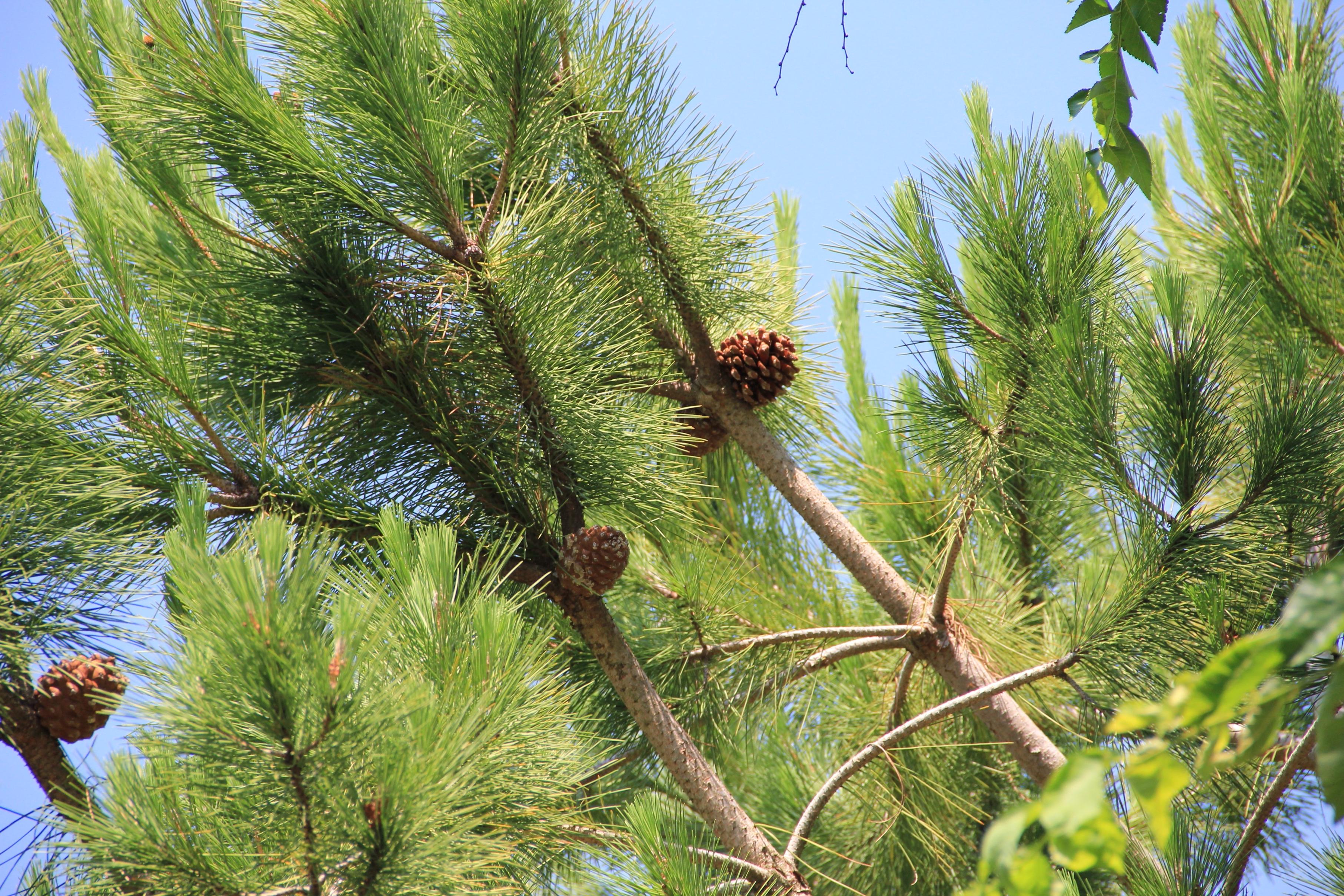 Сосна итальянская Pinus pinea шишка